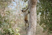 Panna National Park, Chattarpur, Madhya Pradesh